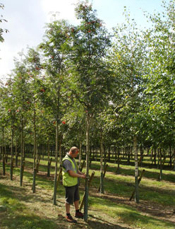 quichbeam,ranty,rowan,rowanberry,rantry,roan